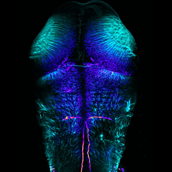 Immunofluorescent image of the dorsal brain of a zebrafish labeled with DSHB antibody 3A10 against neurofilament-associated, Mauthner cells (FIRE). Image Credit: Dr Mónica Folgueira, ZebrafishBrain